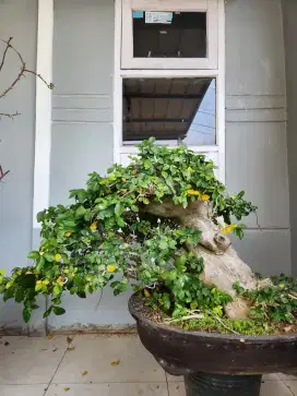 Bonsai serut siap pajang