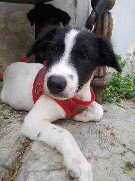 Border collie mix Lokal ras besar jntan ya good Obedience 2bln.an