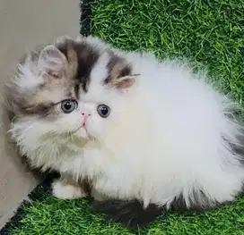 Kucing Persia Peaknose Line Ped