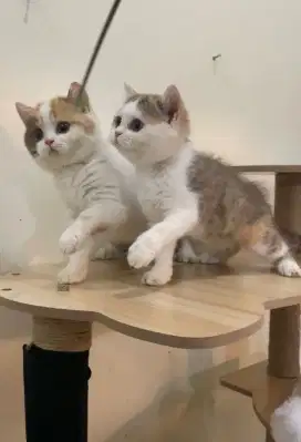 Bsh Chocolate & Cinnamon