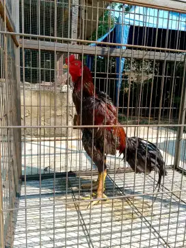telur ayam shamo eropa