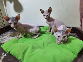 Kucing Sphynx anakan