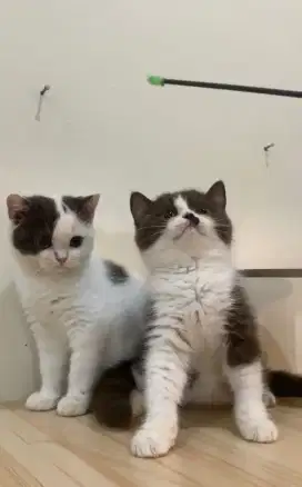 Bsh Cinnamon & Choco
