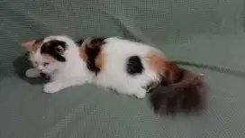 Peaknose medium betina masih muda