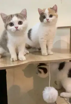 Bsh cinnamon & chocolate