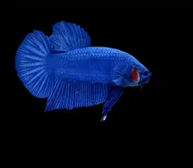 ikan cupang giant biru