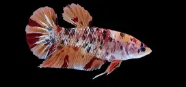 ikan cupang betina giant nemo siap breeding