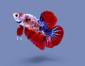 ikan cupang giant red fancy