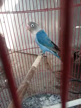 Burung love bird mangsi