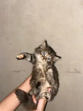 Kitten Persia bulu kapas