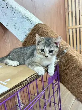 LA Kitten BSH betina