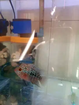 ikan louhan kamfa f2 lokal