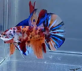 ikan cupang giant koi