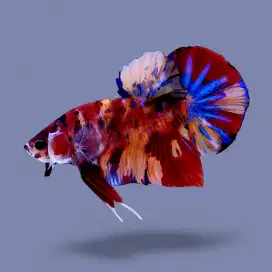 ikan cupang giant nemo koi