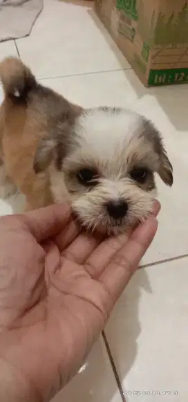 Shitzu mix maltese betina