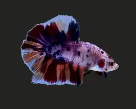 ikan cupang nemo purple