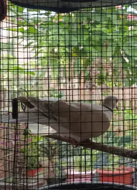 BURUNG PUTER GACOR