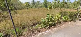 Tanah 1600m2 di Wiladeg Karangmojo Gunungkidul