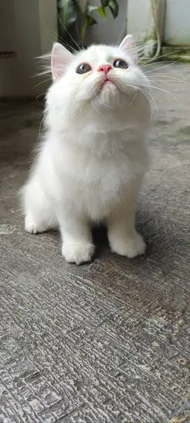 Kucing Persia Jantan White Kitten