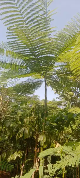 Tanaman hias solobium (Pakis Brazil)