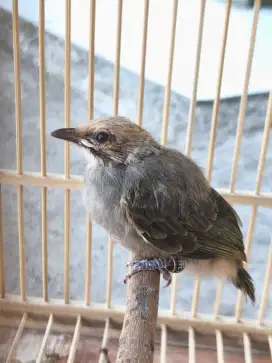 Burung cucak rowo