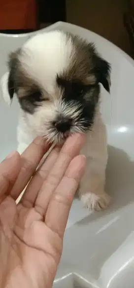 Puppy betina shitzu mix maltese