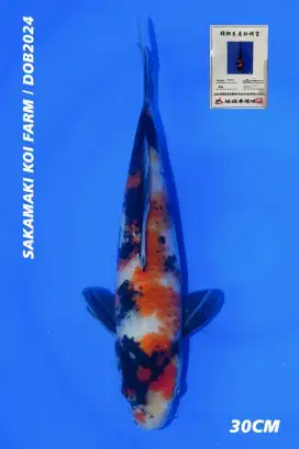 Ikan koi import