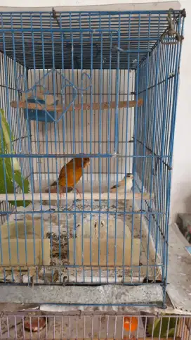 Burung Kenari Indukan
