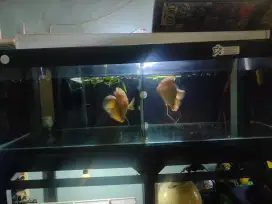 Di jual cepat ikan gurame albino size 1/2Kg
