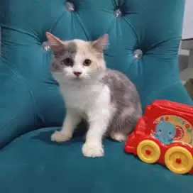Kucing Persia calico
