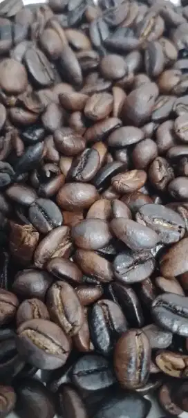 Biji kopi luwak liar asli