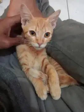 Lepas Adopt Kucing Domestic Bersih,Sehat,Lucu Manja Bisa Nego