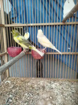 Kenari sepasang