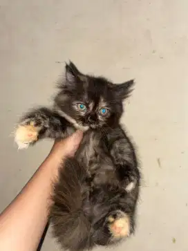 Kitten Persia bulu kapas