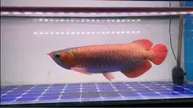 Ikan Arwana SR Super Red 50cm