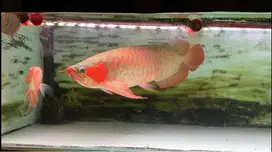 Ikan Arwana SR Super Red 56cm