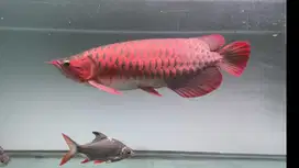 Ikan Arwana SR Super Red 55cm