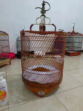 Pastol murai daput X merah