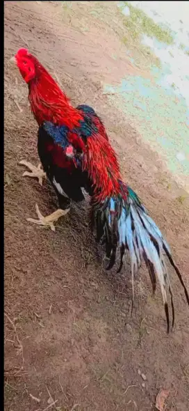 Ayam ekor Lidi kualitas super