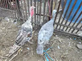Ayam kalkun sepasang