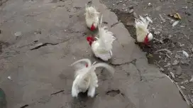 Ayam kate hias murah bagus