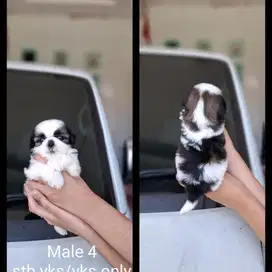 Anak anjing Shihtzu