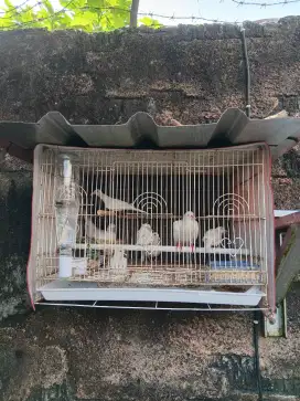 jual 5 ekor kutut putih ada 2 pasang anakan sendiri sehat .
