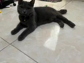 BSH Blue free kandang dan kitten