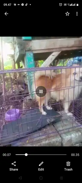 Doggy phomranian 2 tahun