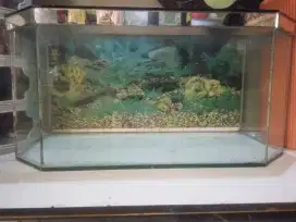 Aquarium Pajangan