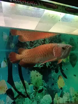 Arwana Super red