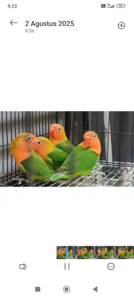 Lovebird Green Fischeri