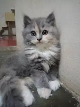 KITTEN BETINA PERSIA GEMOY