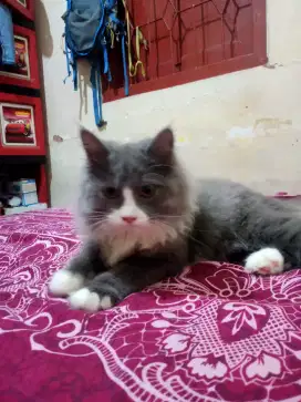 KITTEN BETINA JANTAN PERSIA GEMOY